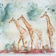 giraffer